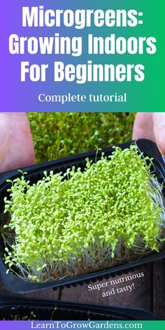 Microgreens in black tray Diy Microgreens At Home, Micro Greens Growing Indoors Setup, Microgreens Growing Indoor, Indoor Food Garden, Homemade Miracle Grow, Seed Starting Indoors, Indoor Microgreens, Microgreens Growing