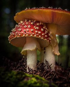 two mushrooms are sitting on the ground in the forest, one is red and the other is yellow