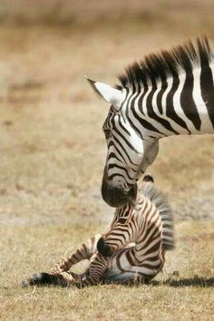 two zebras that are standing next to each other in the grass and one is laying down on the ground