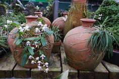 three clay vases with plants growing out of them sitting on a wooden pallet