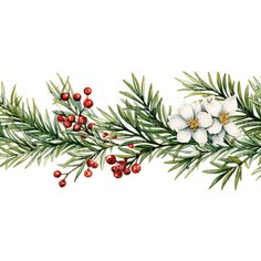 a watercolor painting of christmas greenery with white flowers and red berries on the branches