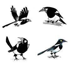 four different kinds of birds are shown in black and white