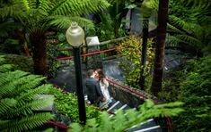 a bride and groom are kissing on the stairs in front of fern trees at their wedding