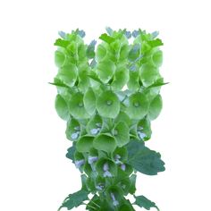 a green plant with leaves and flowers in it's center, on a white background