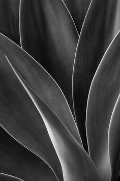 black and white photograph of the leaves of an agavena plant in full bloom