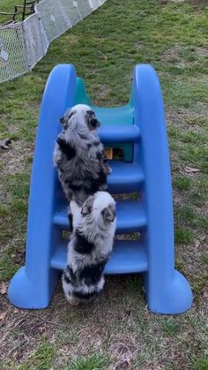 Puppies videos Australian Shepherd Puppy Videos, Aussie Videos, Australian Shepherd Videos, Baby Australian Shepherd, Australian Shepherd Funny, Mini Australian Shepherd Puppies, Funny Puppy Videos