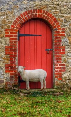 a sheep standing in front of a red door