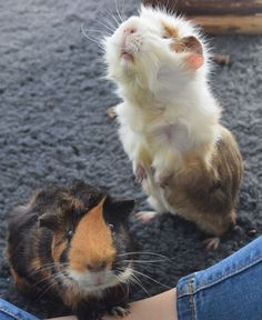 two small hamsters sitting next to each other on the ground in front of someone's legs