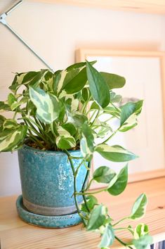 a potted plant sitting on top of a wooden table