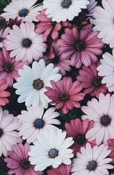 pink and white daisies are arranged together