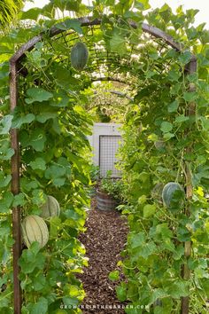 a garden with lots of green plants growing on it's sides and an archway in the middle