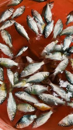 a bunch of fish that are in some kind of bowl on the ground and water