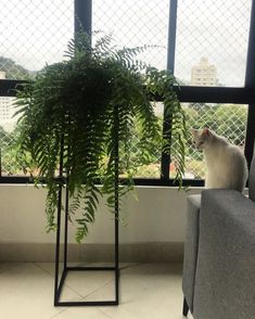 a white cat sitting on top of a gray chair next to a plant in front of a window