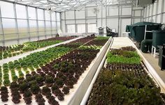 several rows of plants in a large greenhouse