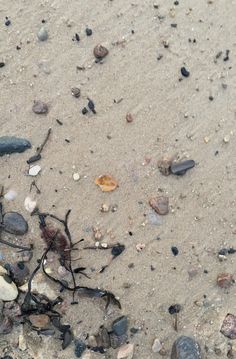 some rocks and gravel on the ground with one plant sticking out of it's center