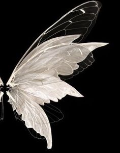 a white butterfly with black wings flying in the air on a black background, it appears to be looking like an angel