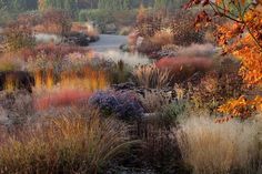 an area with lots of different colored plants and trees