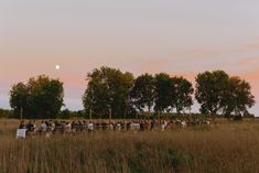 a group of people standing on top of a grass covered field under a pink sky