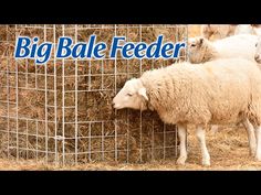 several sheep are eating hay in a pen with the words big ball feeder on it