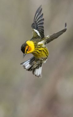 a small yellow and black bird flying through the air with it's wings spread