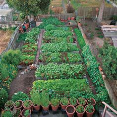 a garden with many plants growing in it