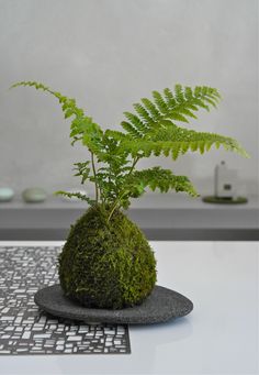 a green plant sitting on top of a rock