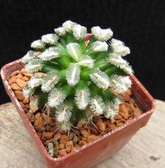 a small potted plant sitting on top of a wooden table