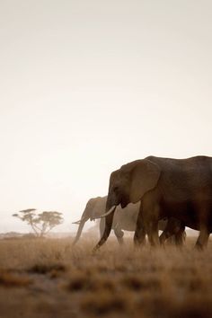 two elephants walking in the grass with trees in the background