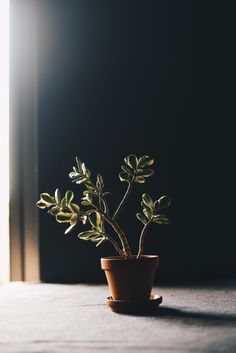 a small potted plant sitting on top of a table next to a window sill