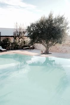 an olive tree in the middle of a swimming pool