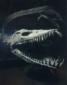 an image of a dinosaur skeleton with its mouth open