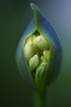 a close up view of a flower bud