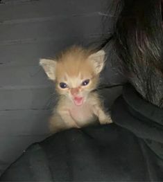 a small orange kitten sitting on top of a person's lap with it's mouth open