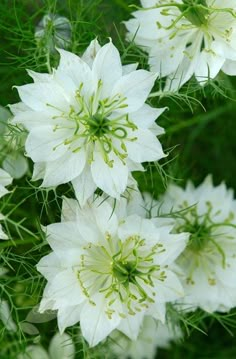 white flowers are blooming in the garden