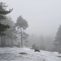 snow covered ground with trees and rocks in the foreground on a foggy day