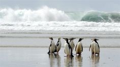 four penguins are standing in the water at the beach with waves coming in behind them