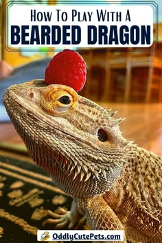 a bearded dragon with a raspberry on it's head and the words how to play with a bearded dragon