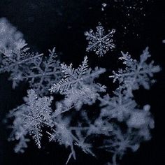 snow flakes are seen in this black and white photo