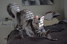 a cat standing on top of a bed in a bedroom