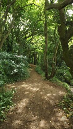 a dirt road surrounded by trees and bushes