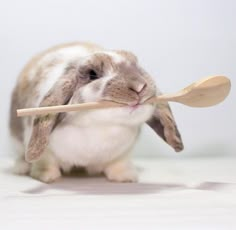 a rabbit holding a wooden spoon in its mouth