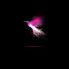 a colorful bird flying in the dark with its tail feathers spread out and it's wings