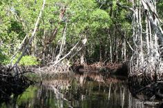 the trees are growing in the water and on the land that is covered with vegetation