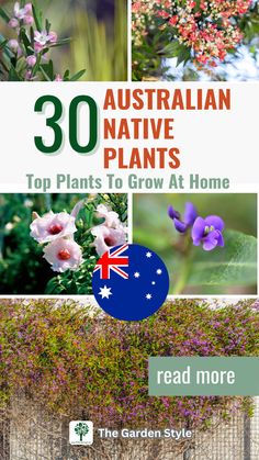 the australian native plants top plants to grow at home, read more on the garden style website