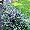 Super Blue Liriope Plants | 18 Live 4 Inch Pots | Liriope Muscari | Ground Cover | Full Sun or Shade Tolerant