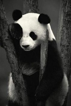 a black and white photo of a panda bear sitting on a tree branch with its eyes closed