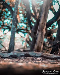 the sun shines through the trees in the forest, making it look like they have fallen