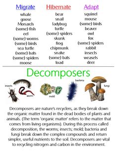 the different types of mushrooms and other things in this book are labeled with their names