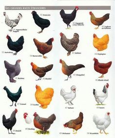 an image of different types of chickens on the page with words in french and english