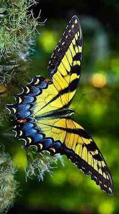 a yellow and blue butterfly sitting on top of a plant